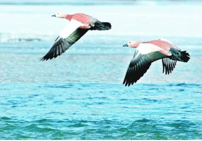 減排任務全面完成 — 中天恒遠卓越技術“如虎添翼” 減排任務全面完成 — 中天恒遠卓越技術“如虎添翼”