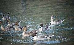 全自動加藥裝置怎么降低養鴨廢水的COD?(圖文) 全自動加藥裝置怎么降低養鴨廢水的COD?(圖文)